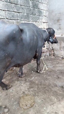 વેશવાની ત્રીજું વેતર
