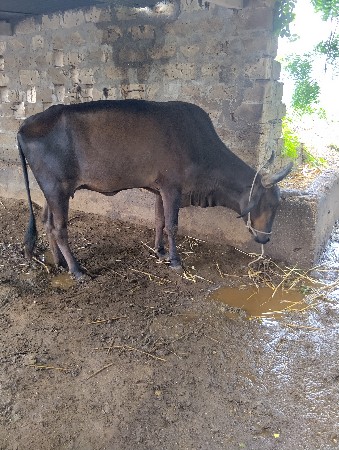 ક્રોસ જરસી ગાય વેચવાની છે