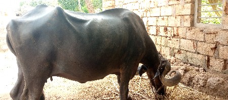 vechavani se