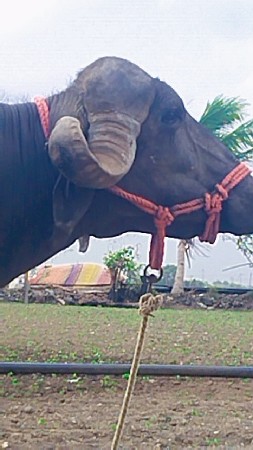 જય દ્વારકાધીશ