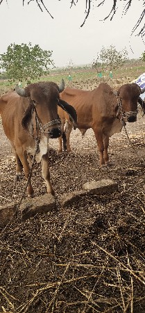 વાસડા વેચવાના છે