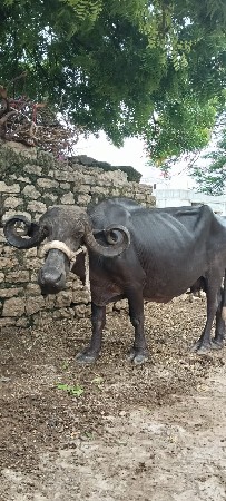 ભેંસ વેચવાની છે