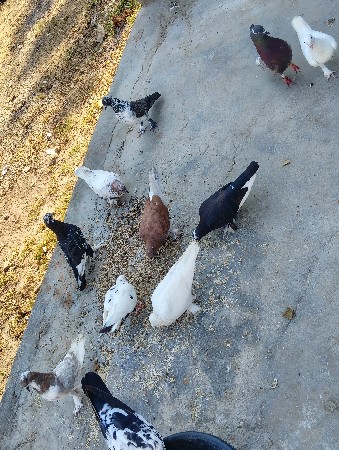 કબૂતર વેસવા ના છે