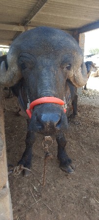 પાડો વેચવાનો છે