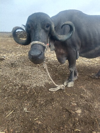 ભેંસ વેચવાની છે