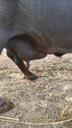 bhesh vechavani se