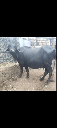 પેલું વેતર ખંડેલી વેસવાની સે