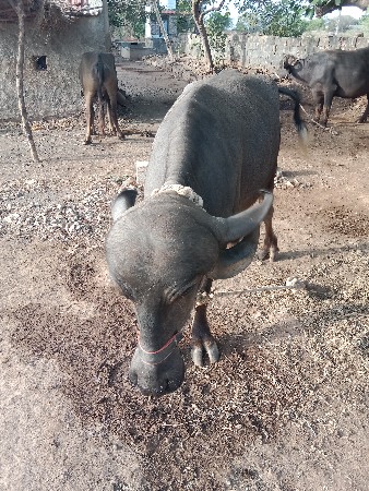 ઠાલી ખડેલી વેચવાની છે