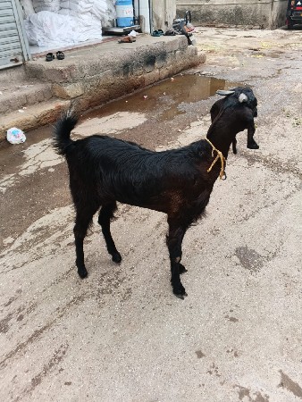 ૧બકરી ૧બકરો ૧ પાઠડી