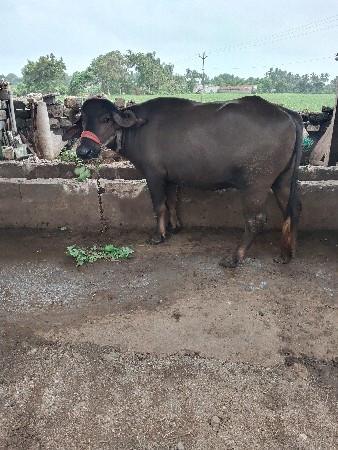 વેચવાની