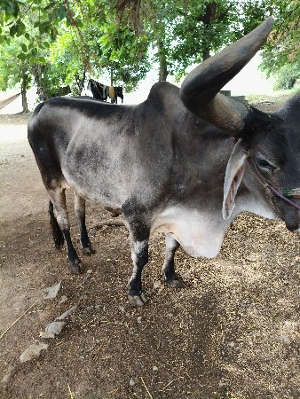 બળદ વેચવાનો છે
