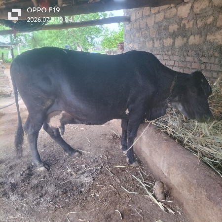 બે ગાય છે