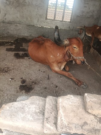 ત્રીજી ૩