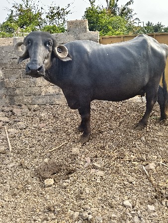 ખળેલી વેસવાની  છે