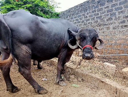 ભેંસ વેચવાની છે