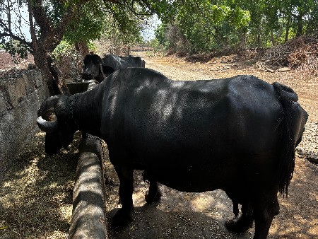 ભેંસ વિશ્વની