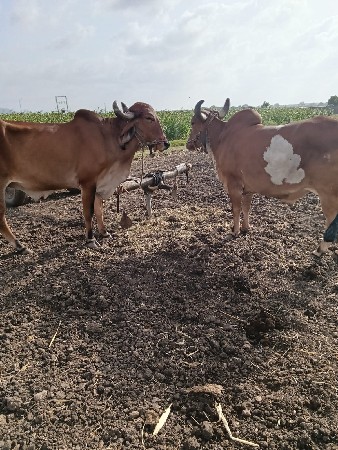 બરધ વેશવાના છે