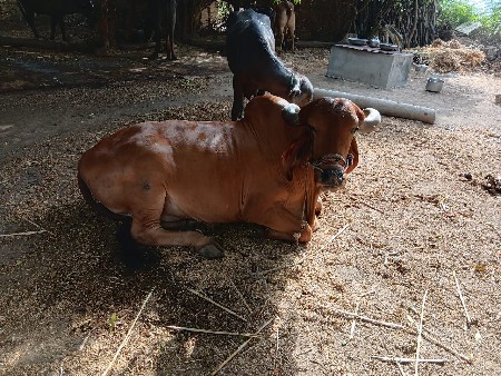 બળદ વેચવાનો છે