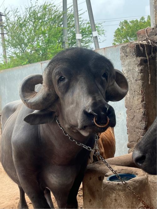 પાડો વેચવાનો છે