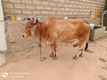 ગાય વેચવાની છે