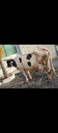 2 -કૉસ ગાય વેચવાની છે