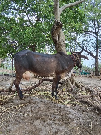 ગાય વેચવાની છે