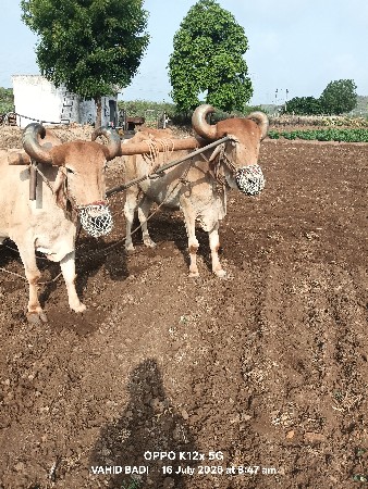બળદ વેચવાના છે સાવ સોજા છે