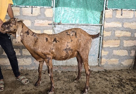 સિરોહી નસલ ની બકરી
