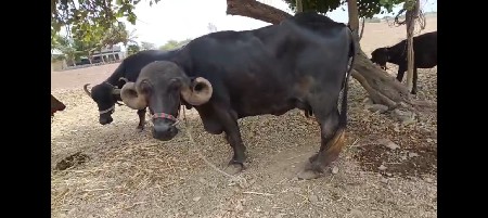ભેશ વેચવાની સે