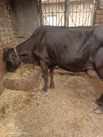 ગીર ક્રોસ જર્સી વેચવાની છે બીજું