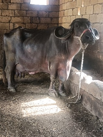 4 ચોથું વેતર