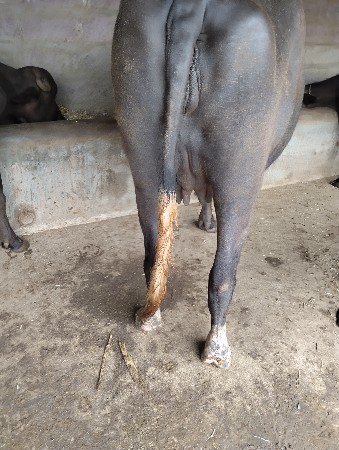 ભેંસ વેચવાની છે