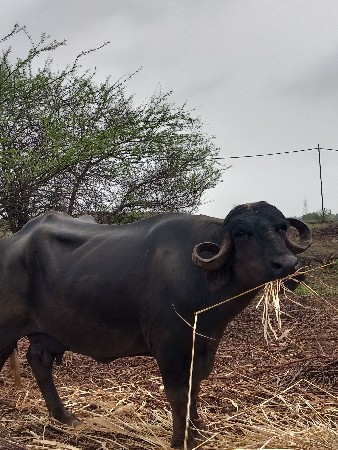 ભેંસ વેચવાની છે