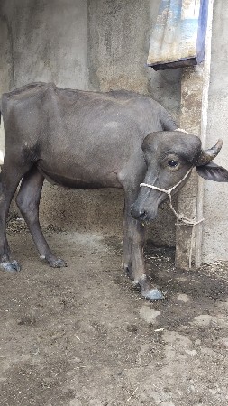 પાડો વેચવાનો છે