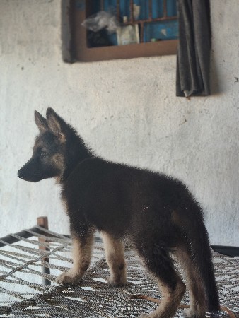 Garman shefard male doubl cot