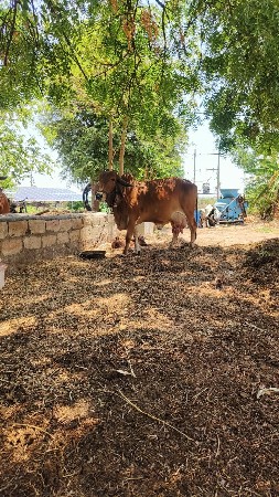 ગિર ગાય વેચવાની છેં