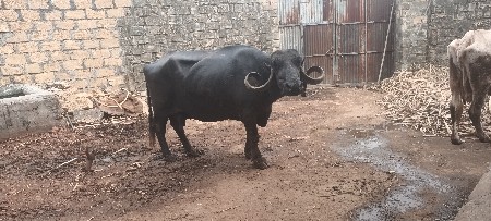 ભેસ વેસવાનિ છે 3 મહીના નિ વયાણે