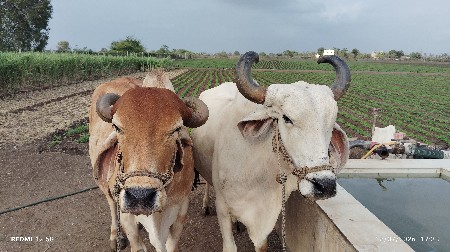 બળદ
