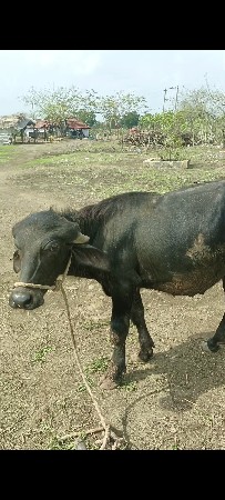 પાડો વેચવાનો છે
