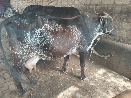ગાય વેચવાની છે