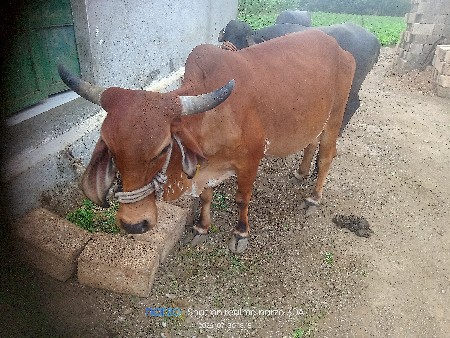 વેશ્વાની સે ગાય