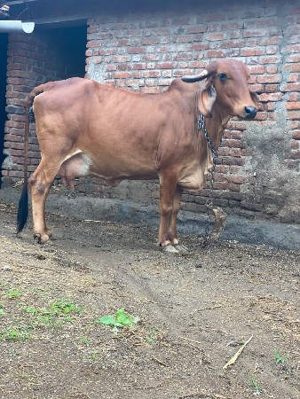 દેશી ગાય છે