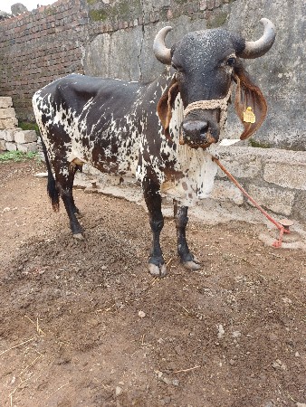 કારી કાબરી ગાય વેચવાની છે