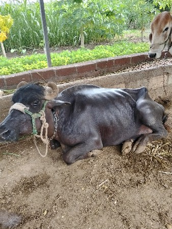 ભેંસ વેચવાની છે