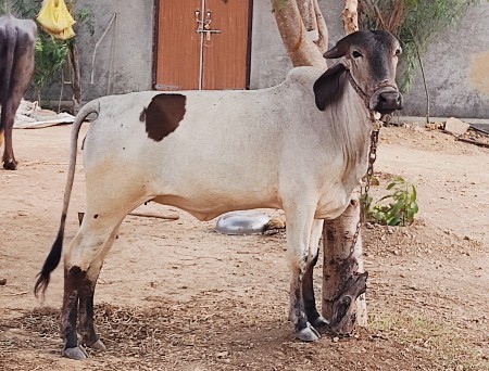 આપી દેવાની