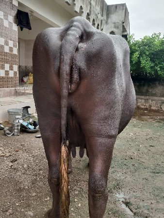 ભેંસ વેચવાની છે