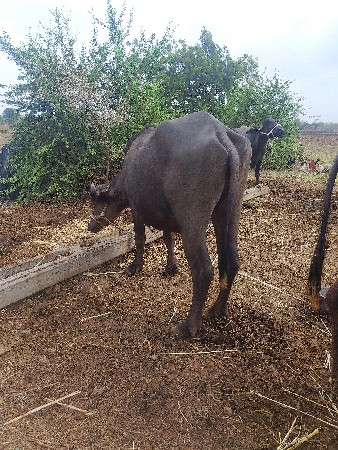 ખડાયો વેચવાની છે