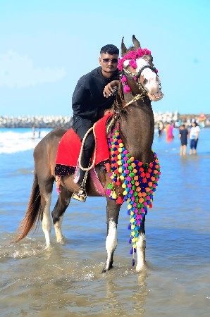 ઘોડો વેચવાનો છે