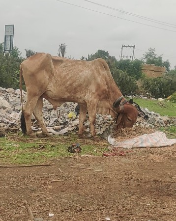લે વેચ