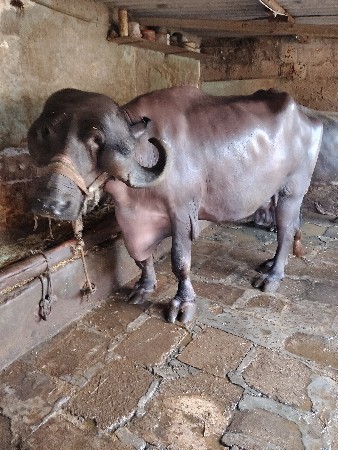 ભેંશ વેસવાની છે